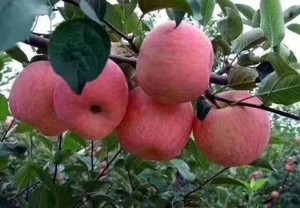 洛川苹果红富士原产地直供128元一箱脆甜 吃过就忘不了的美味
