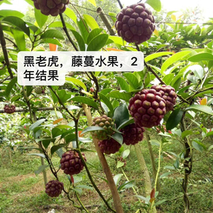 黑老虎苗福布娜果树苗耐寒果树苗爬藤果树苗南北方可种植四季结果