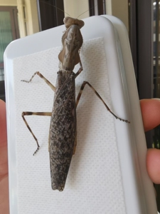 奇蛛异宠淘宝马来西亚巨人盾螳螂马盾螳螂宠物螳螂大型新手入门品种