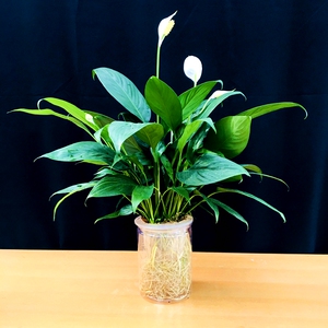 水培白掌室内水养花带花一帆风顺带水生根植物桌面吸甲醛好养绿植