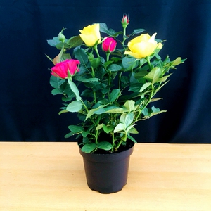 双色大玫瑰花盆栽室内四季开花月季花大苗阳台好养易活绿植带花苞