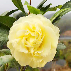 正黄旗山茶花树苗黄色花室内阳台客厅办公室盆栽花卉绿植带花包邮