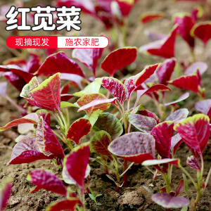 红苋菜新鲜农家