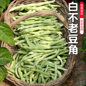 密云农家 每日现摘白不老豆角 老味道肉厚 适合炖吃 新鲜蔬菜400g