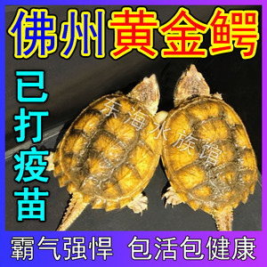 鳄龟黄金龟活体北美杂佛肉食凶猛爆刺深水龟观赏宠物黄金鳄鱼龟