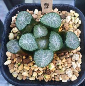 (白妙万象) 多肉植物12卷3年 经典白网纹万象 庐州园艺