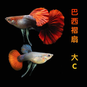 孔雀鱼褶扇