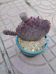 红花海狸,团扇,仙人掌,一物一拍.