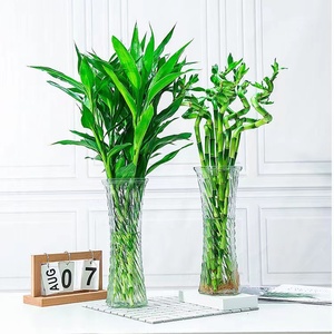 富贵竹桌面绿植水培转运竹 植物盆栽室内 节节高 长寿竹开运竹