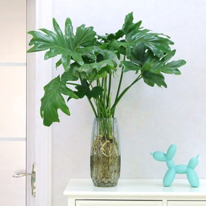 北欧ins风水培植物春羽小天使水养桌面盆栽室内春雨绿植花卉耐阴