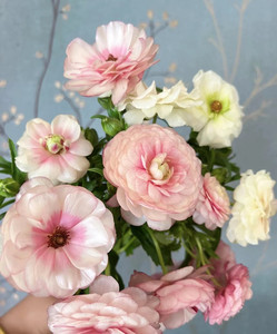 油画重瓣蝴蝶洋牡丹花毛茛鲜花潜力股花期超长开放珠光感粉黄橙红