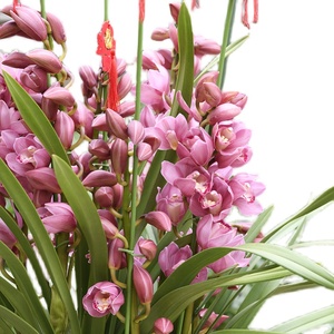 【莲花】大花蕙兰白色花兰花叶上花元宵花卉年底开花大苗原盆原土