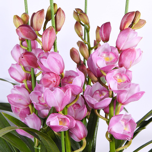 【六朝金粉】兰神兰花大花蕙兰盆栽室内阳台粉色花卉原盆原土发