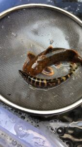 壮体沙鳅红龙丁青龙丁花鳅斑马鳅 条纹鳅 玄鱼原生鱼 水族 观赏鱼