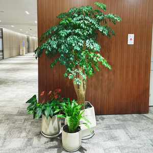 上海大型绿宝幸福树多叉造型盆栽植物室内客厅前台绿植净化空气