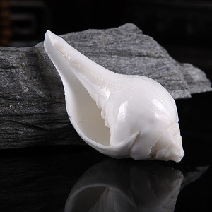 左旋右旋 海螺 七供八供 摆件 西藏藏传 可吹响大号白螺壳 装饰品