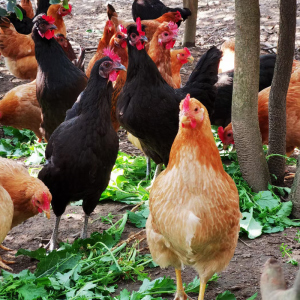 正宗江汉土鸡走地散养500天新鲜现杀整只老母鸡草鸡孕妇月子滋养