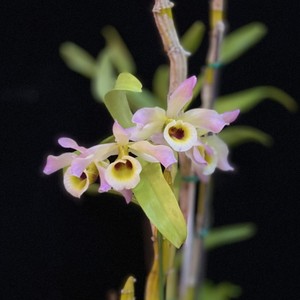 【黄喉石斛】黄喉石斛品牌,价格 - 阿里巴巴