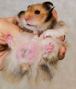 【雪北香南】虎纹原始虎纹玳瑁金丝熊家养稀有毛色亲人上手颜值高