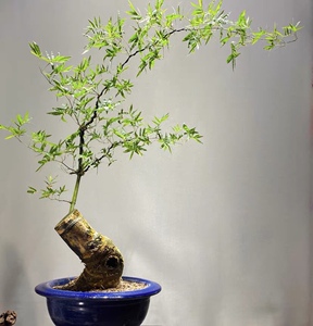 003人付款淘宝景新款楼顶吸素材观赏竹勒竹盆栽四方竹