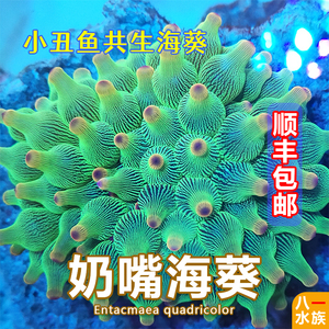 奶嘴海葵小丑鱼共生紫点海葵观赏活体珊瑚荧光绿奶嘴海葵软体地毯