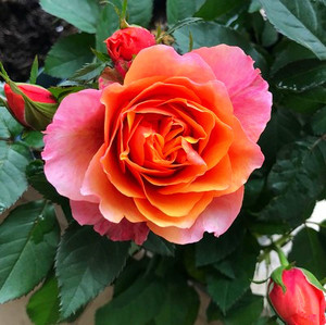 永远的那不勒斯月季阳台大花微型玫瑰花苗浓香涨势快耐修剪复古色