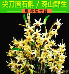 尖刀唇石斛