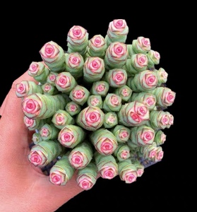 彩色钱串钱串锦颜色漂亮好养活钱串子肉肉阳台鲜花点缀盆栽