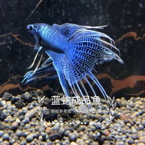 中国斗鱼蓝纹蛇王无纹蓝淡水冷水小鱼苗国斗水族观赏鱼好养耐活