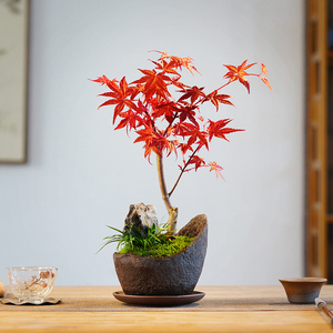 红枫盆景室内桌面窗台办公室红叶盆栽庭院观叶净化空气茶台绿植物