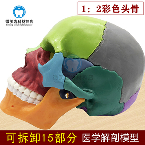 教学头骨可拆卸15部分 1:2 可拆分头颅模型 医用艺彩色骷髅头包邮