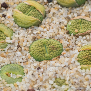 生石花 绿富贵玉 annarosa 1年 一物一拍 八宝园艺