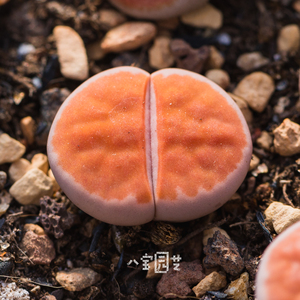 生石花 岛田朱唇玉 1.5年 一物一拍 八宝园艺