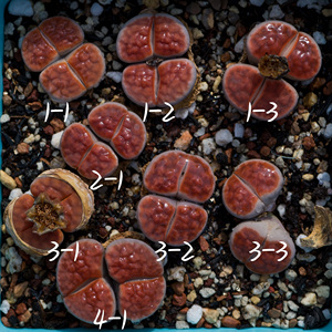生石花 国产小朱唇 3年 一物一拍 八宝园艺