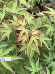 【幻彩红枫】幻彩红枫品牌,价格 - 阿里巴巴