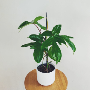 佛罗里达蔓绿绒飞机蔓绿绒树树花园趣味绿植观叶北欧ins风