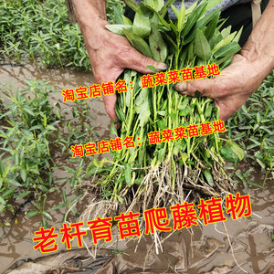 藤空心菜苗