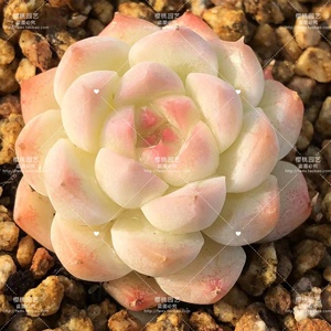 「七仙女多肉叶片」贵货叶插稀有韩国新品进口基因控养正版乌拉拉