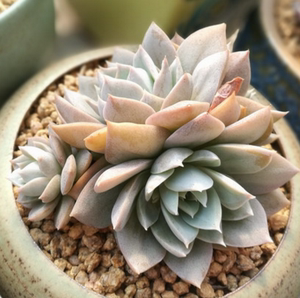 多肉植物 韩国进口多肉叶片「木樨甜心」贵货正版叶片 叶插