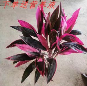 50tb425140312淘宝带根红紫竹客厅水培培盆栽玻璃花瓶红紫色植物吸