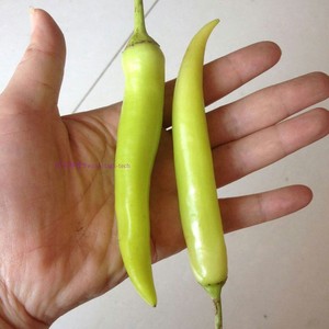 广西新鲜白椒一般辣 农家尖椒 自然熟辣椒中辣白皮青菜 时令蔬菜