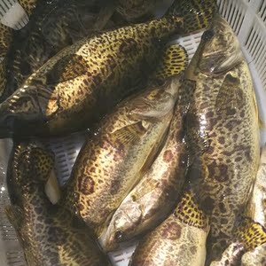 桂鱼新鲜