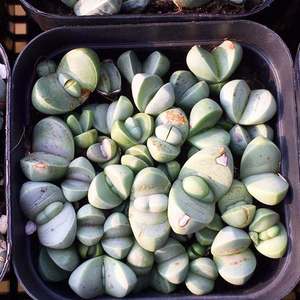 金玲玉生石花 金玲玉整盆 一物一拍 朵儿肉锥番杏 多肉植物