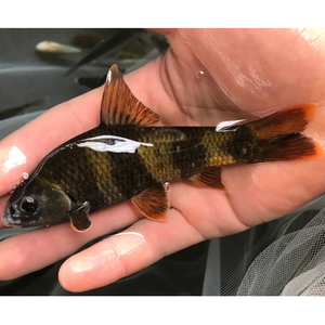 一帆风顺华鳈观赏鱼活体稀少底层鱼好养原生小型淡水冷水小黑鳈