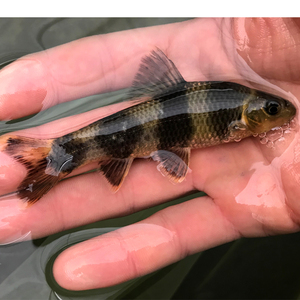 黑鳍鳈华鳈观赏鱼活体稀少底层鱼好养原生小型淡水冷水川西鳈