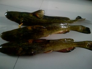 黑龙江嫩江野生江牛尾巴鱼500g 满三斤包邮