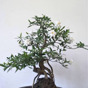 盆景植物山采小叶栀子花盆栽老桩一物一拍矮霸造型树苗tb0422444176