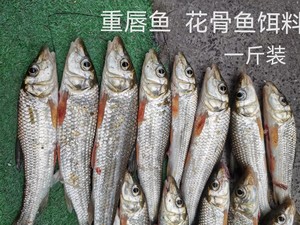 花骨鱼饵料