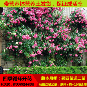 欧月藤本月季爬藤蔷薇玫瑰月季花苗藤蔓植物庭院绿植盆栽四季开花