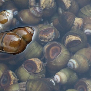 专做嗦螺的清水野生田螺/螺蛳/新鲜螺蛳不剪尾鲜活现抓现邮4斤